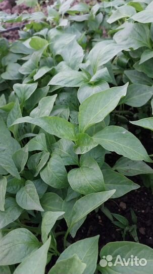 Рассада перц-сладкие горькие помидоры, красные