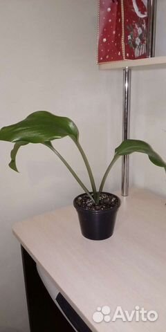 Эухарис амазонская лилия