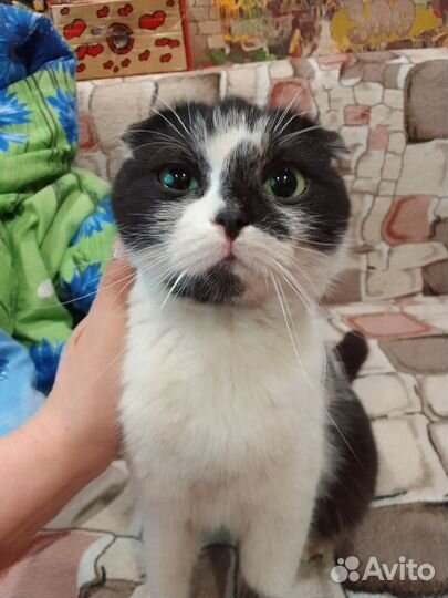 Приблудилась кошка