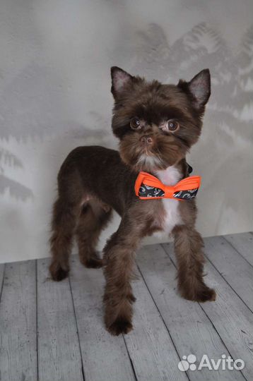 Вязка йорка кобель коричневый шоколадный окрас