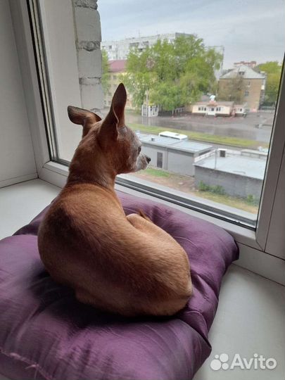 Передержка собак (в квартире)