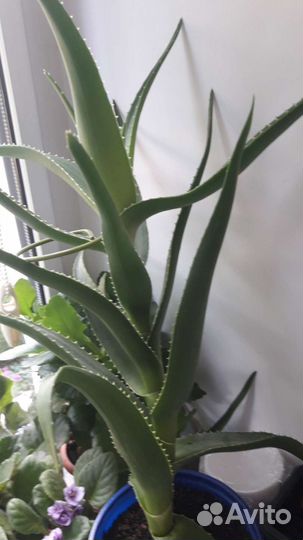 Алоэ лечебный (столетник)