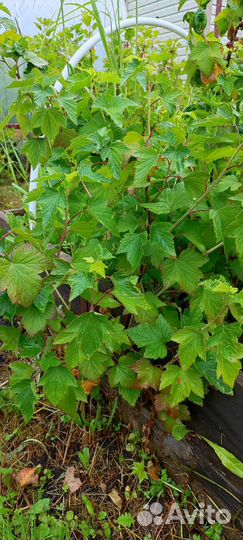 Саженцы черной смородины