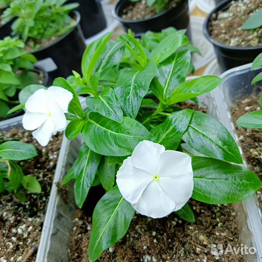 Укоренённые черенки