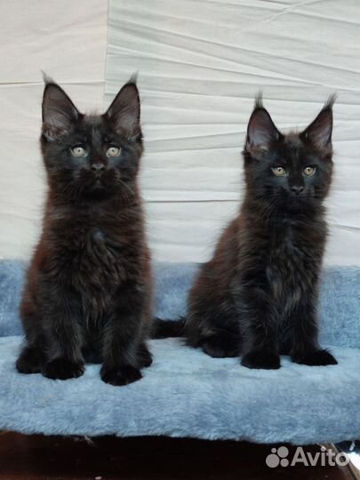 Мальчики мейн-кун