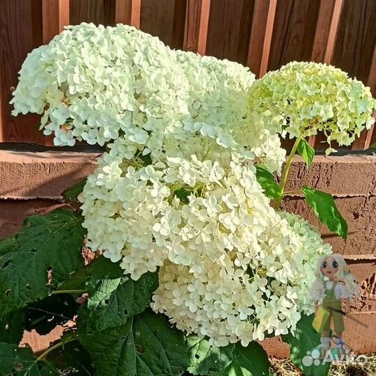 Гортензия древовидная Аннабель. Цветы для сада