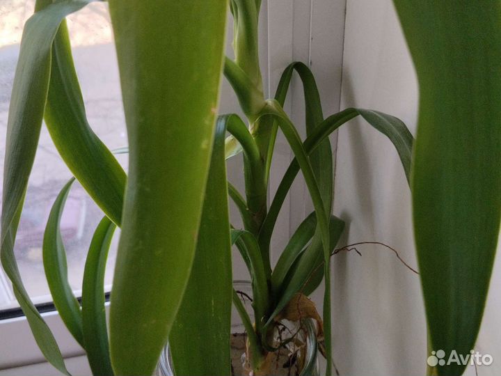 Пальма юкка