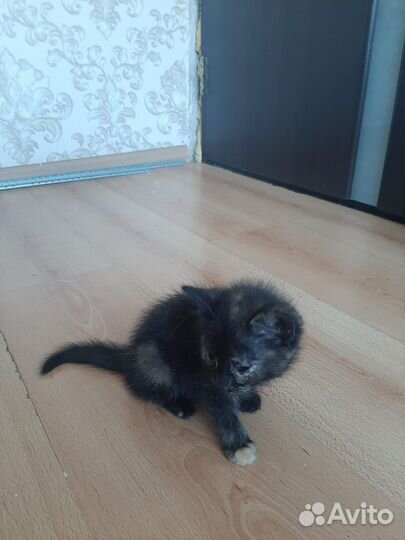 Маленькие котята 3 недели