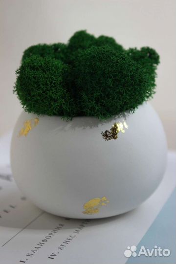 Кашпо с мхом