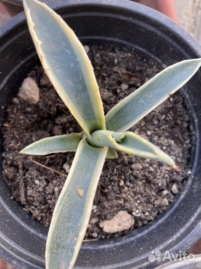 Агава голубая, американская, молодило