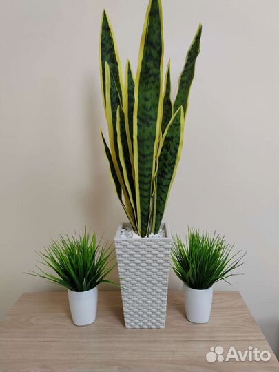 Сансевиерия