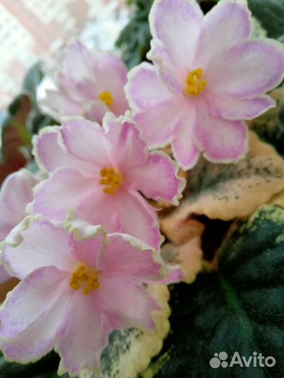 Фиалка сорт Единственная