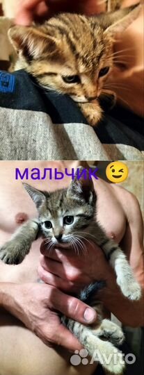 Домашние животные