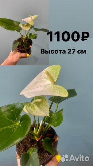 Антуриум Намора