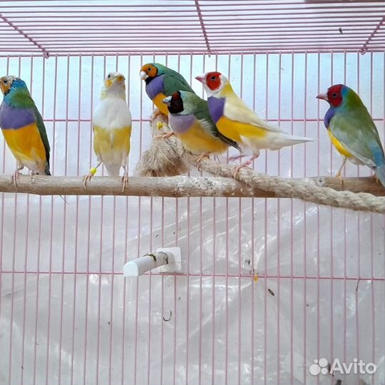 Амадины гульда