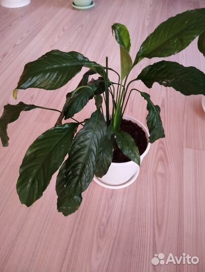 Спатифиллум