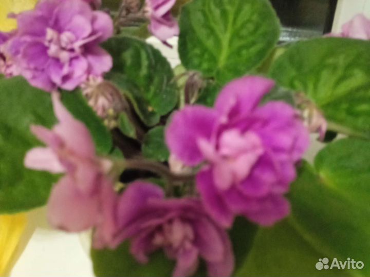 Фиалки сортовые