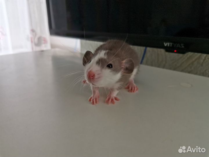 Декоративная крыса дамбо