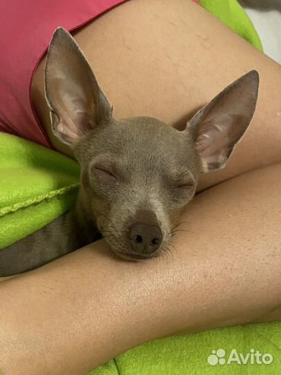 Вязка Русский Той оч красивый мальчик