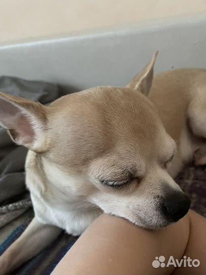 Чихуахуа вязка