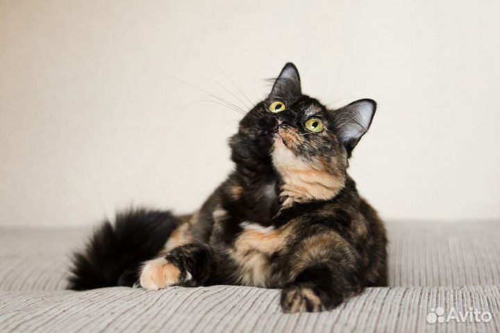 Лиза в поисках дома