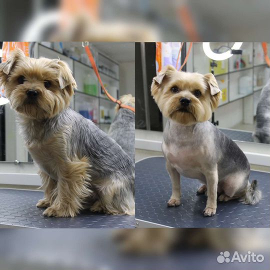 Стрижка собак и кошек