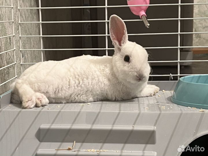 Кролик карликовый рекс