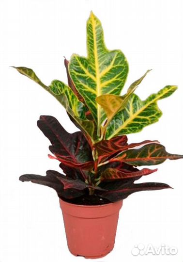 Комнатные домашние растения