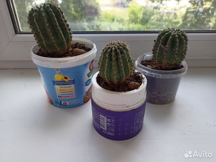 Комнатные цветы