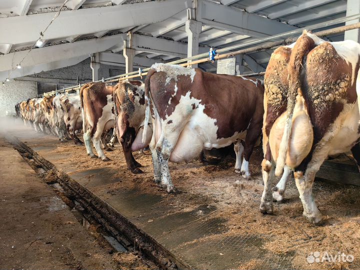 Продаем телок Айрширской породы