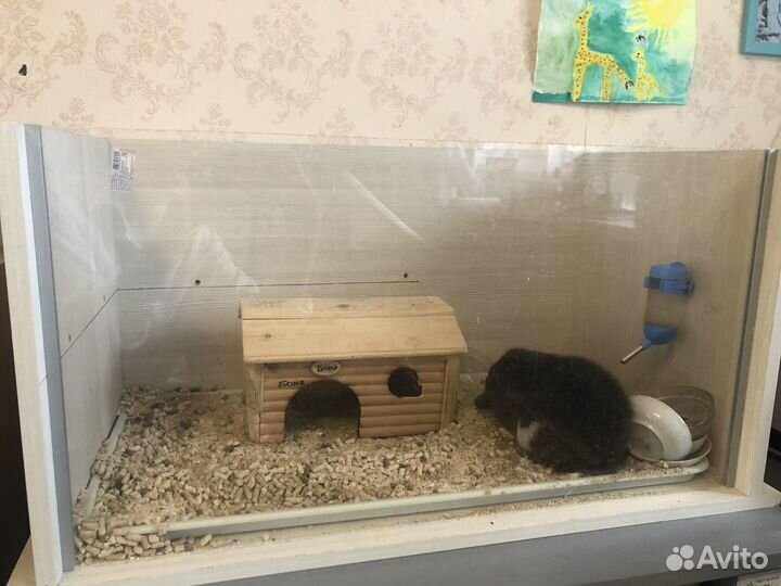 Вольер для морской свинки