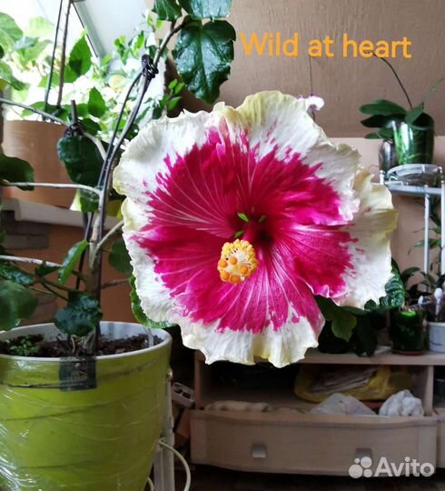 Гибискус сортовой