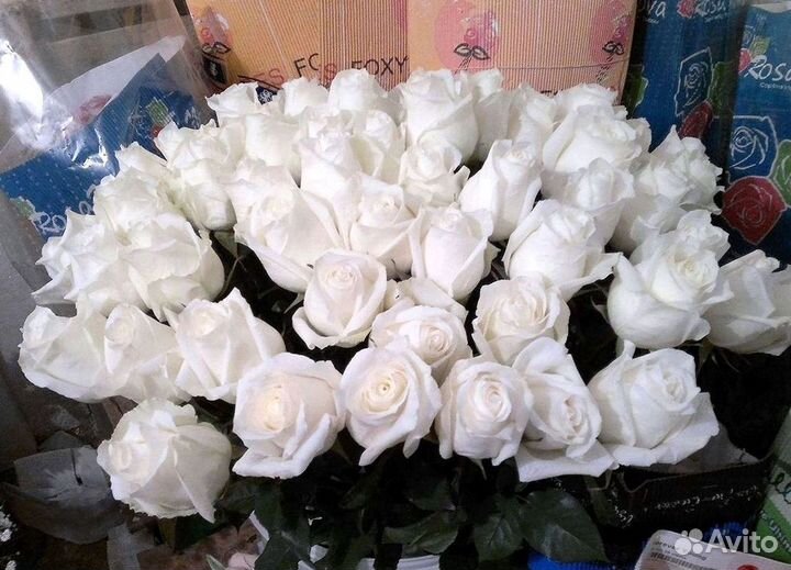 Высокие Розы Гиганты Доставка Круглосуточно