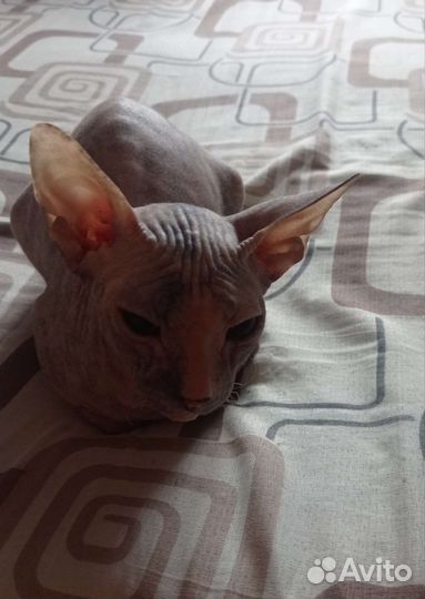 Донской сфинкс