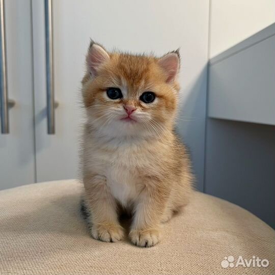 Британская золотая шиншилла