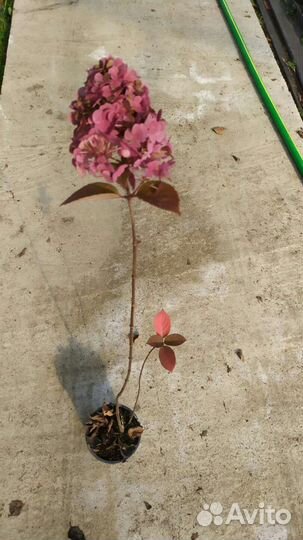 Гортензия метельчатая