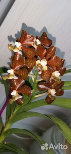 Ванда vanda brunea