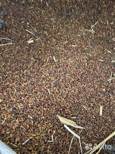 Семена козлятника