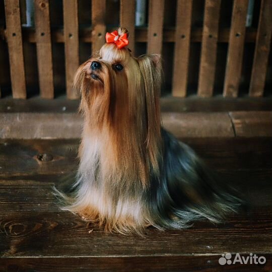 Роскошные щенки от Чемпионов