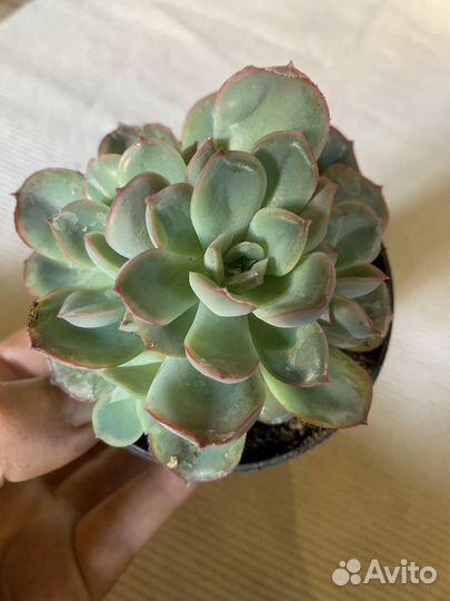 Суккуленты взрослые 10 видов