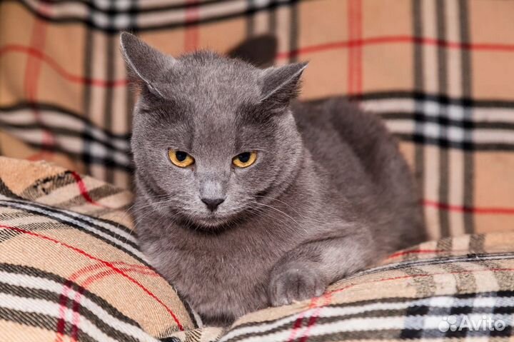 Очаровательная кошечка