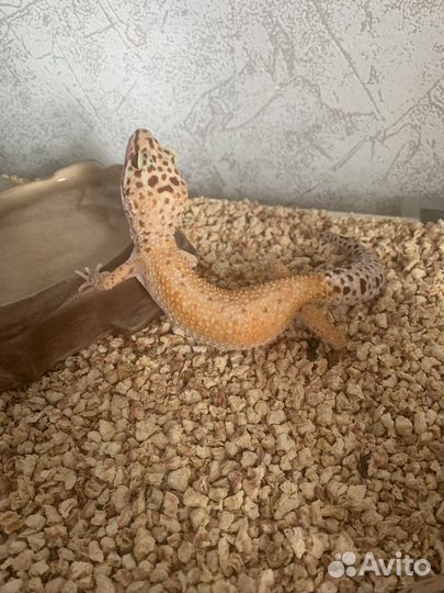 Эублефар с террариумом