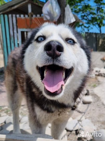 Сибирский хаски