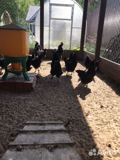 Бронь Куры и петухи ухейилюи