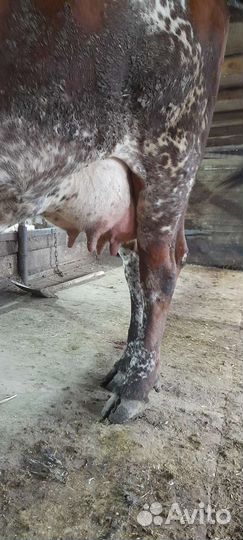 Корова дойная