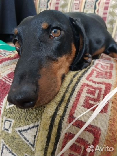 Такса кобель вязка