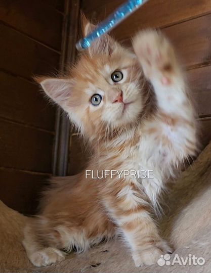 Мейн-кун котята питомник fluffy pride