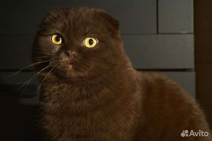 Шотландский кот