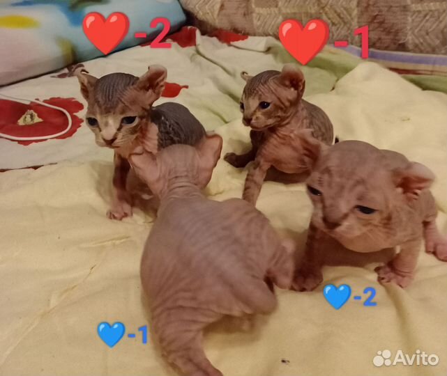 Котята Сфинкс Эльф