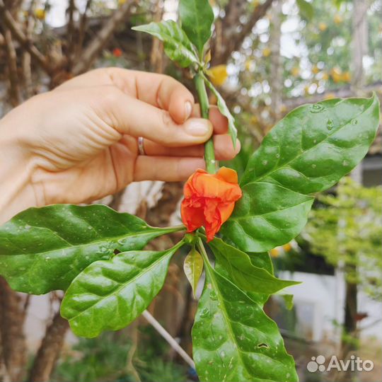 Семена Переския оранжевая/листовой кактус